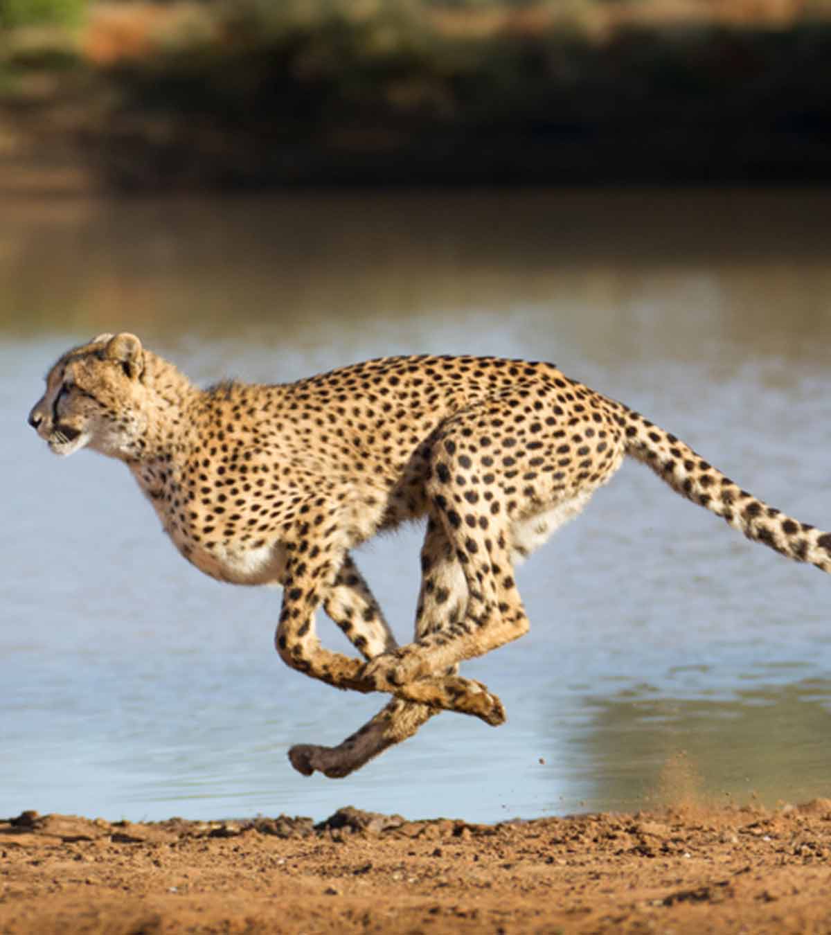 21 Fun And Interesting Facts About Cheetah For Kids