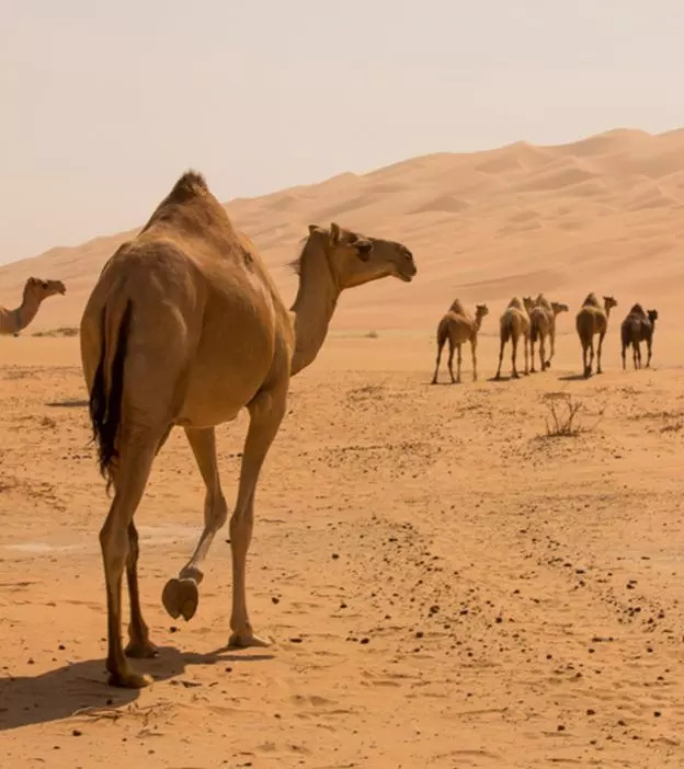 30 Fascinating And Interesting Camel Facts For Kids