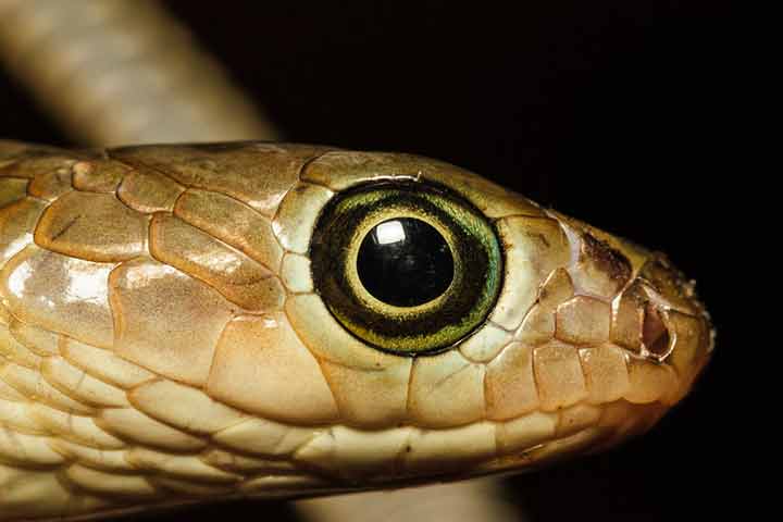 Facts about snakes' senses, for kids