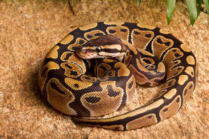 Facts about ball python, for kids
