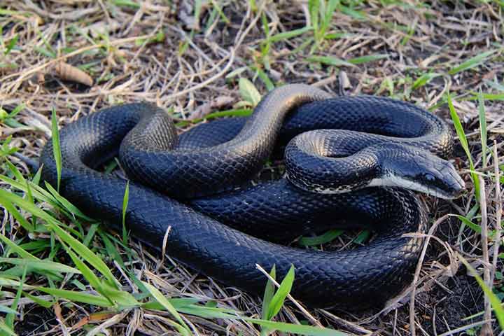Facts about black rat snake, for kids