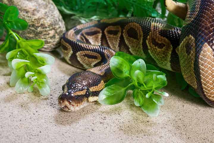 Facts about Burmese python, for kids