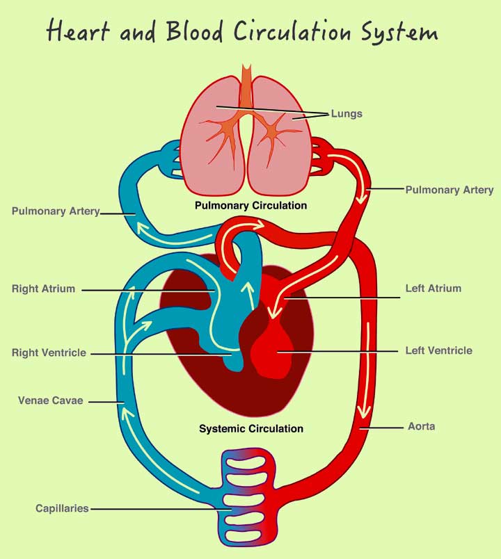 Circulatory system facts for kids