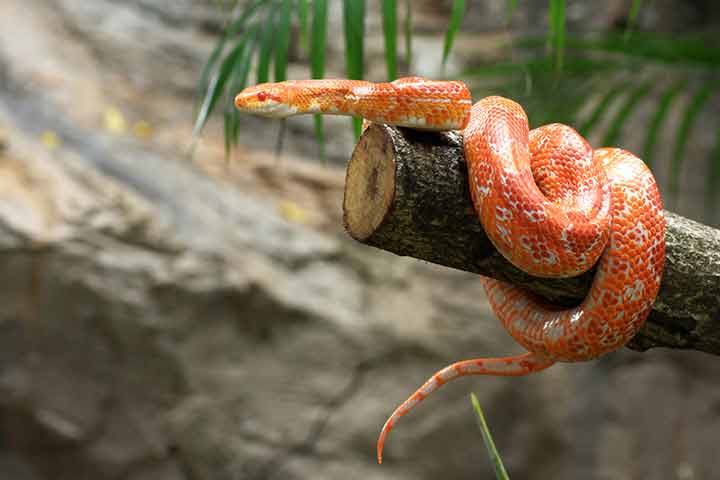 Facts about corn snake, for kids