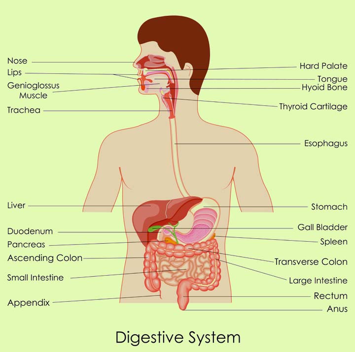 Digestive system facts for kids