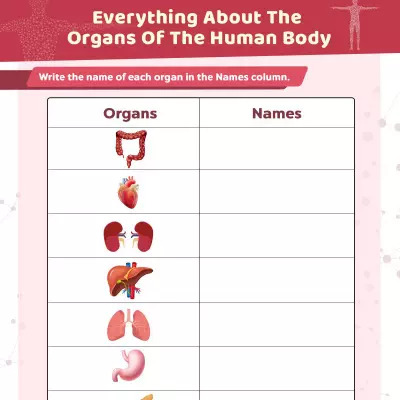 Everything About The Organs Of The Human Body