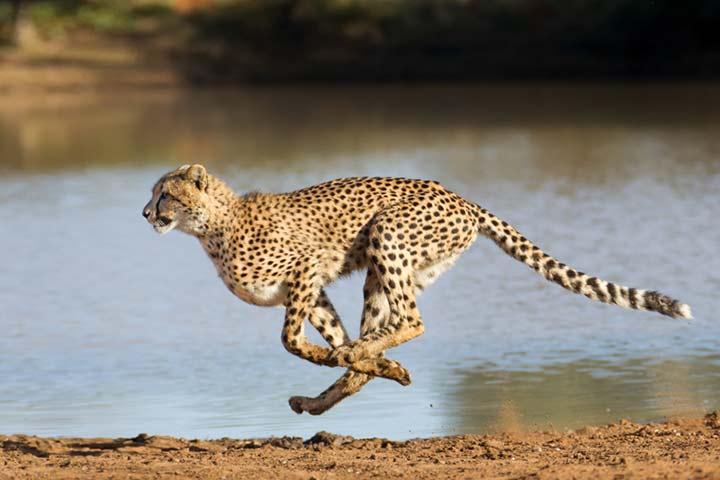 21 Fun And Interesting Facts About Cheetah For Kids – ParentsAndMore.com