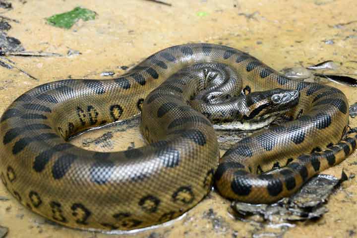 Facts about green anaconda snake, for kids