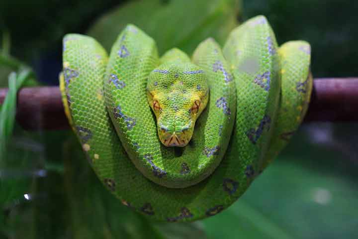 Facts about green tree python, for kids