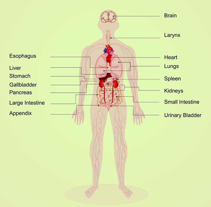 Diagram of organs of human body for kids
