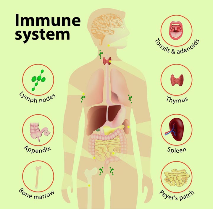 Immune system facts facts for kids