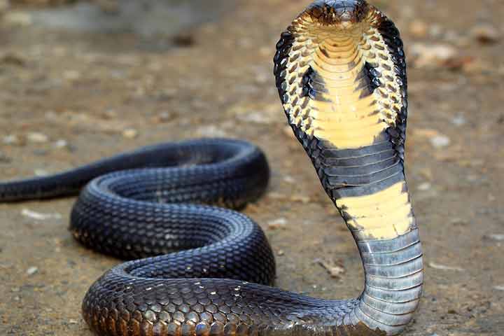 Facts about king cobra, for kids