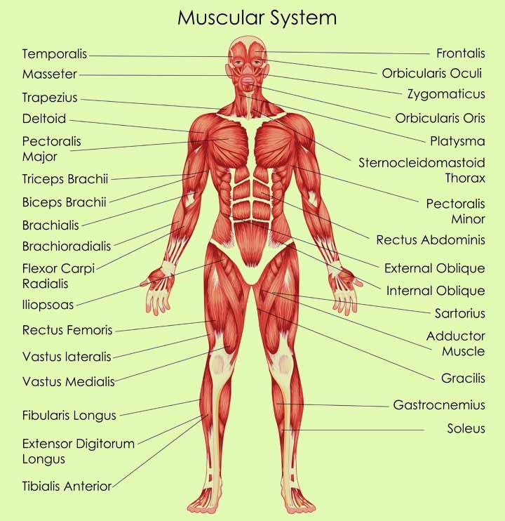 muscles diagram for kids