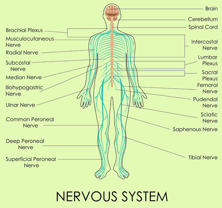 Nervous system facts facts for kids