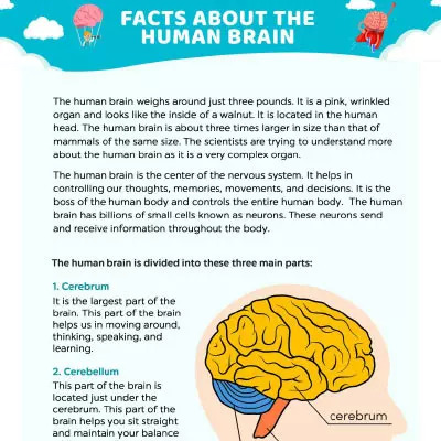 Parts Of The Brain Worksheet For Kids