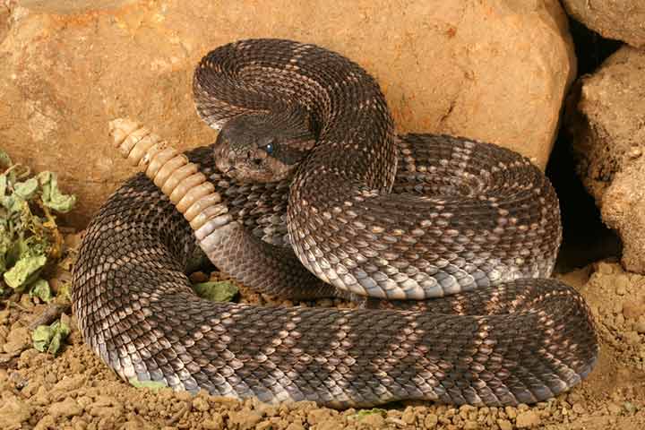 Facts about rattlesnake, for kids