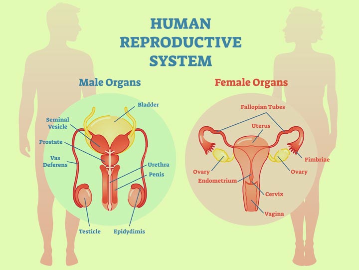 Reproductive system facts facts for kids