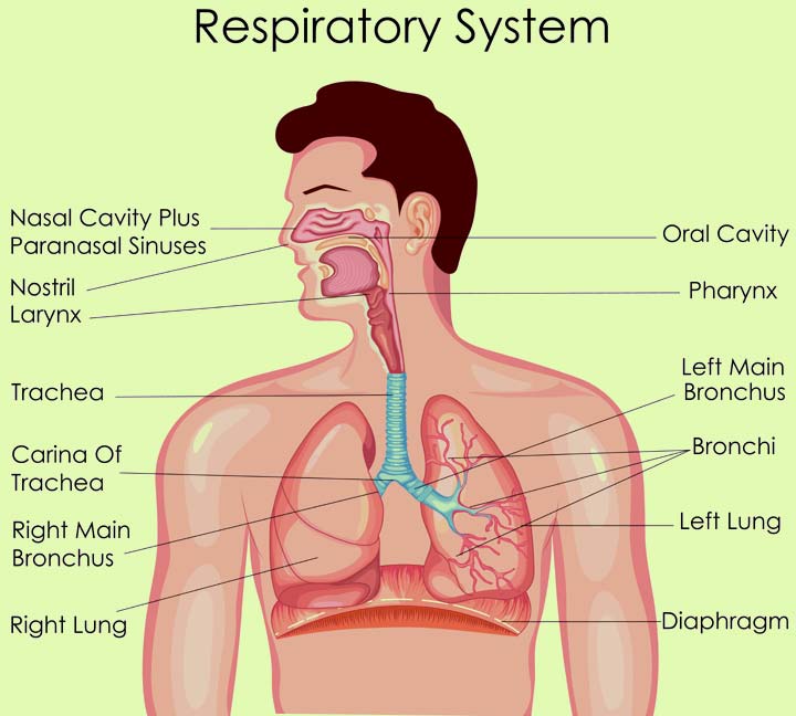 Respiratory system facts facts for kids
