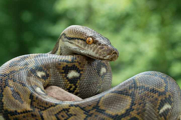 Facts about reticulated python, for kids