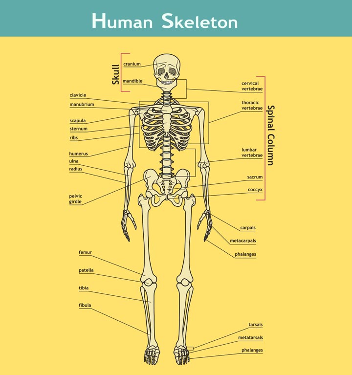 Skeletal system facts for kids