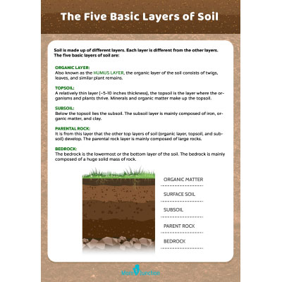 The Five Basic Layers of Soil Worksheet