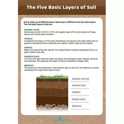 The Five Basic Layers of Soil Worksheet_image