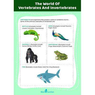 The World Of Vertebrates And Invertebrates