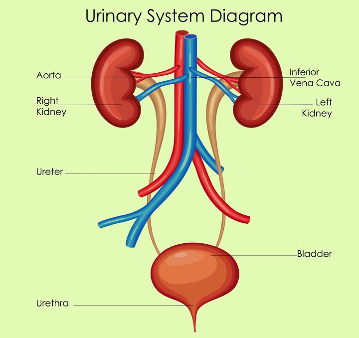 Urinary system facts facts for kids