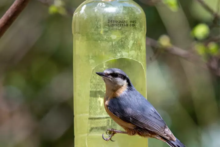 Make a bird feeder from a plastic bottle