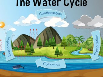 Water Cycle For Kids Diagram, Information, Facts, And Activities