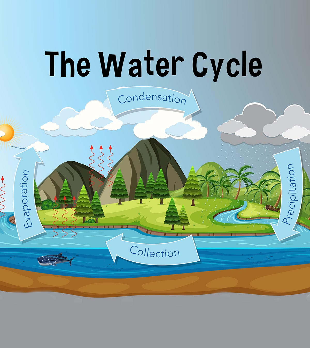 22 Facts, Diagram And Activities Of Water Cycle For Kids Inside Water Cycle Worksheet Middle School