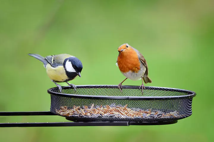 Bird-friendly garden Ideas For Kids