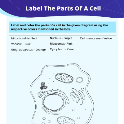 Color And Label The Parts Of A Cell
