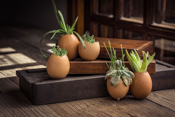 Eggshell garden idea for kids