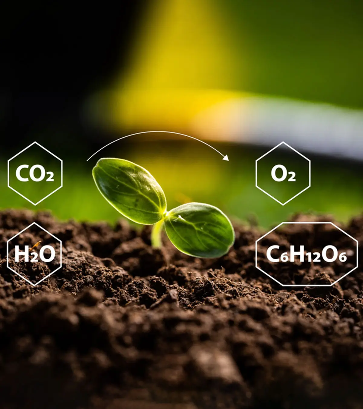 Process Of Photosynthesis: Free Worksheet For Fifth Grade_image