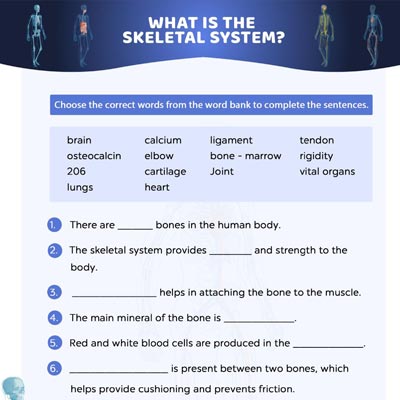 Human Skeletal System: Fill In The Blanks