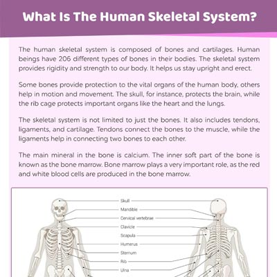 Human Skeletal System: Parts And Labeled Diagram