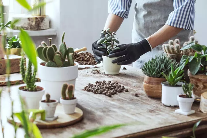 The indoor garden idea for kids