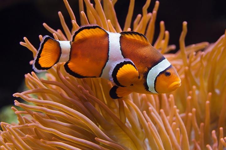 Clown fish Nemo