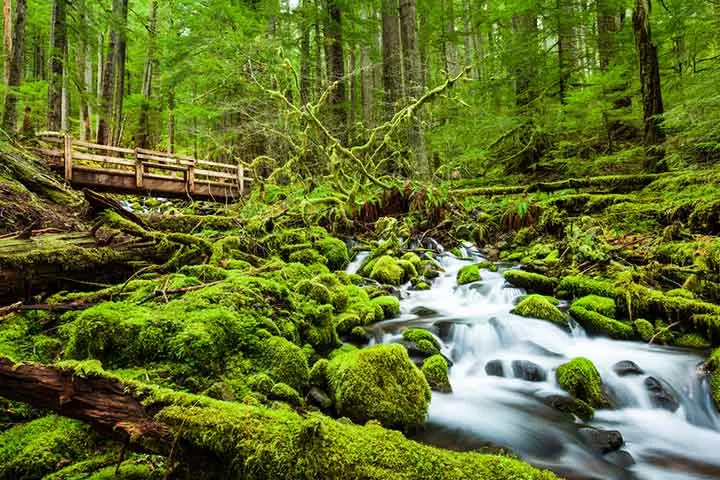 Olympic National Park, toddler friendly vacation