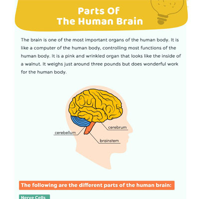 Parts Of The Human Brain