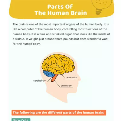 Parts Of The Human Brain