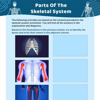 Parts Of The Human Skeleton, Worksheet