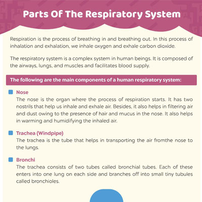 Parts Of The Respiratory System