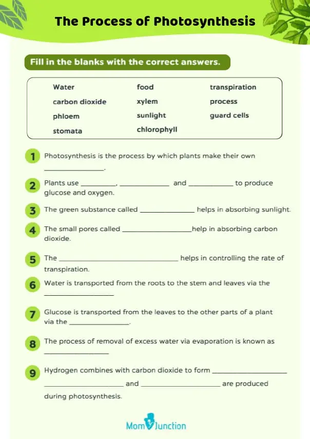 Photosynthesis Worksheet Fill In The Blanks