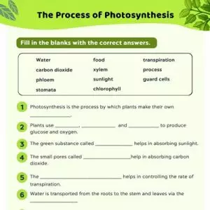 Photosynthesis Worksheet Fill In The Blanks MomJunction