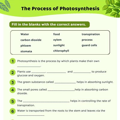 Process Of Photosynthesis- Fill In The Blanks