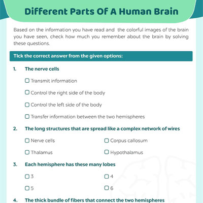 Quiz On Human Brain System