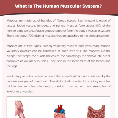 An Introduction To Human Muscle Anatomy