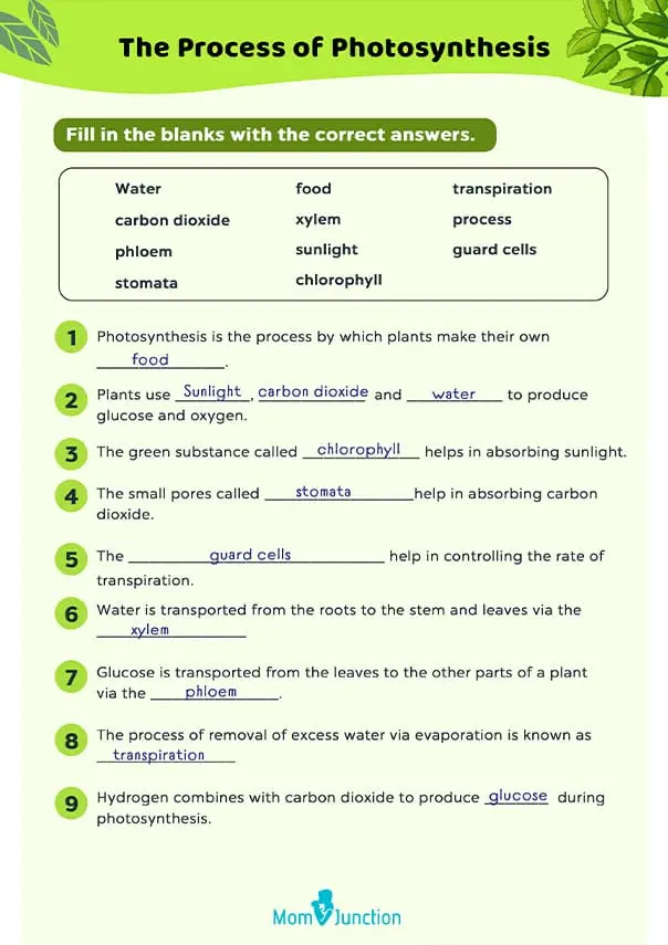 Process Of Photosynthesis Free Worksheet For Fifth Grade